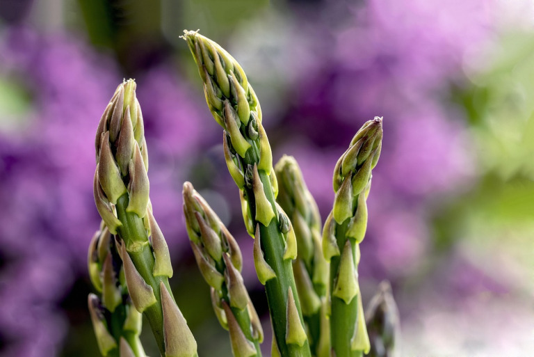 asparagus fern foliage