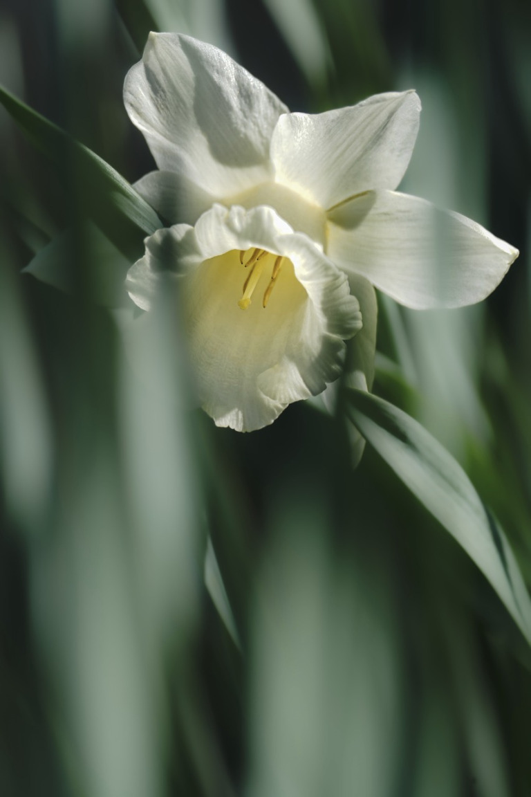 daffodil flower