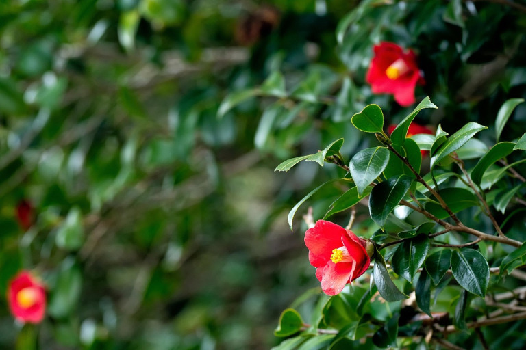 camellia flower