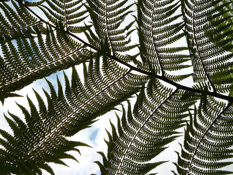 palm frond foliage