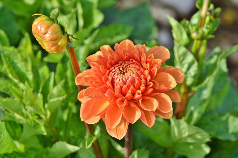 dahlia flower