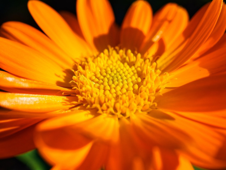 gerbera flower