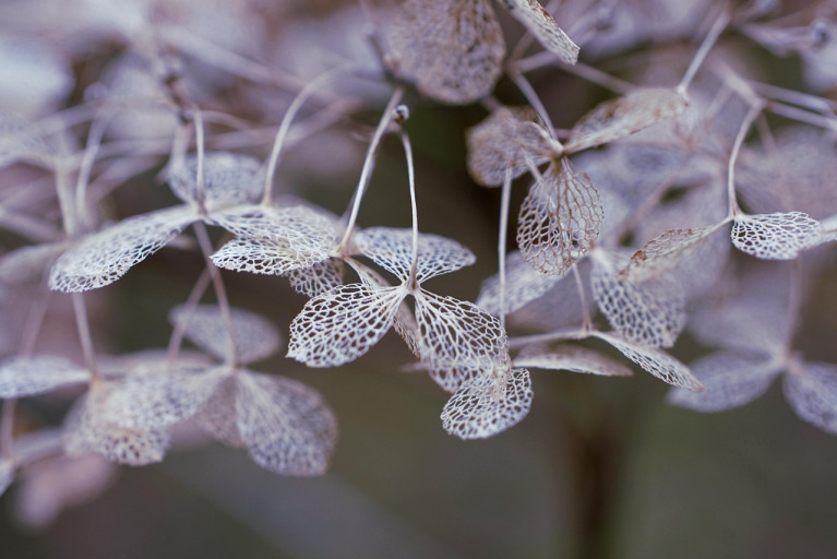 hydrangea flower
