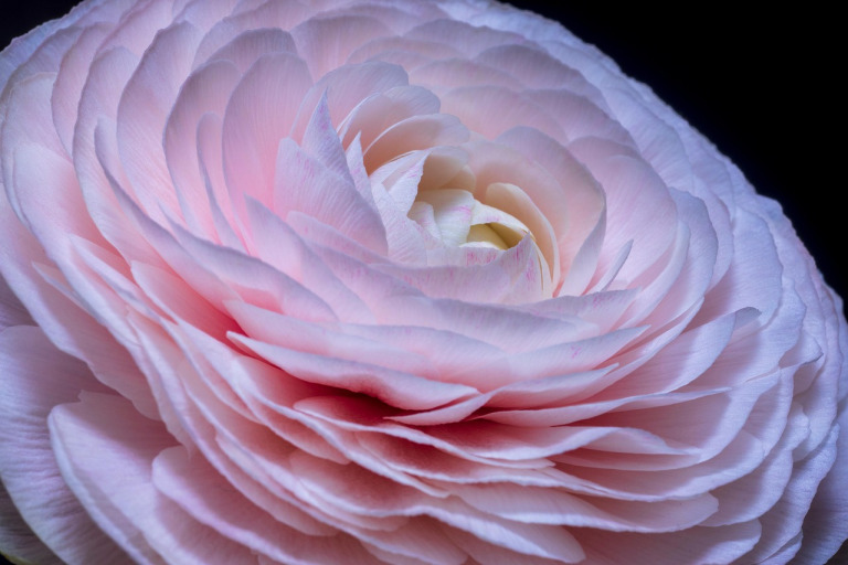 ranunculus flower