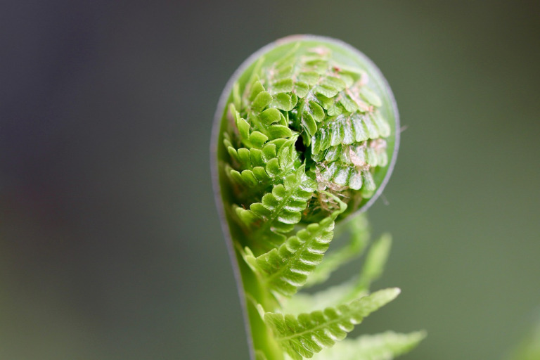 leatherleaf fern foliage