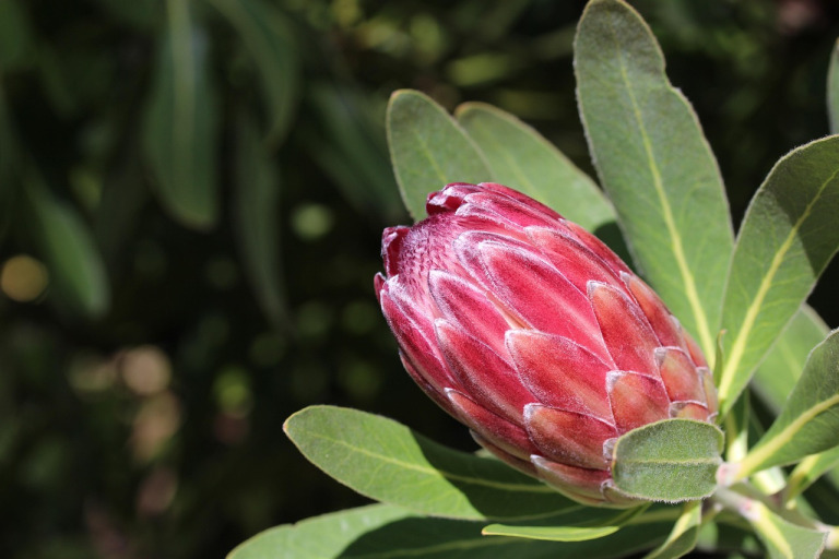 protea flower