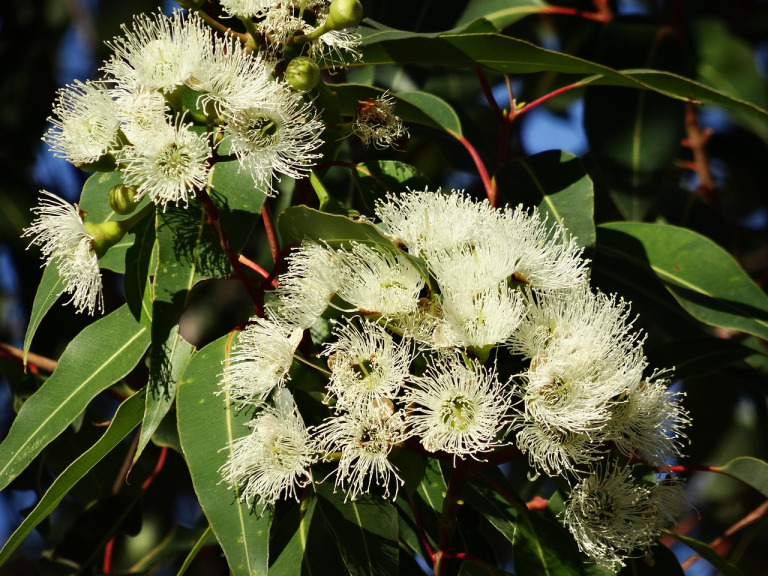 eucalyptus branch foliage