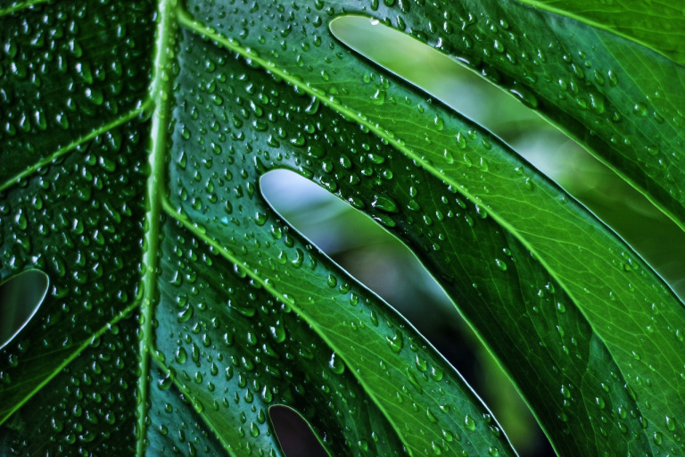 monstera leaf foliage