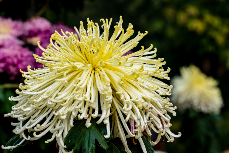 chrysanthemum flower