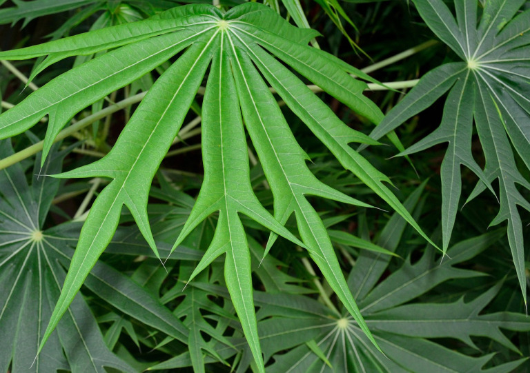 fatsia japonica leaf foliage