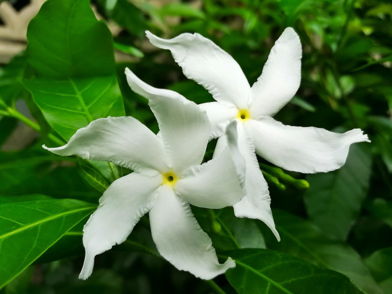 gardenia flower
