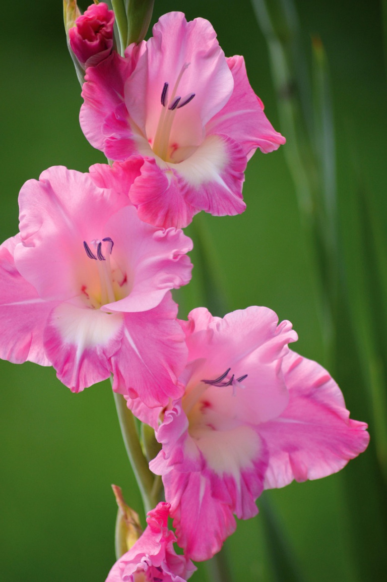gladiolus flower