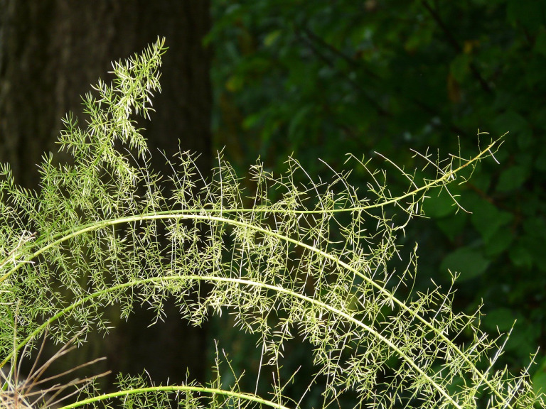 asparagus densiflorus foliage