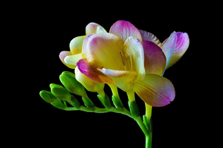 freesia flower