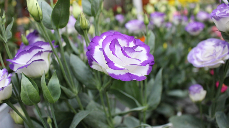 lisianthus flower