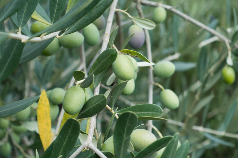 olive branch foliage