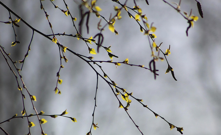 pittosporum leaves