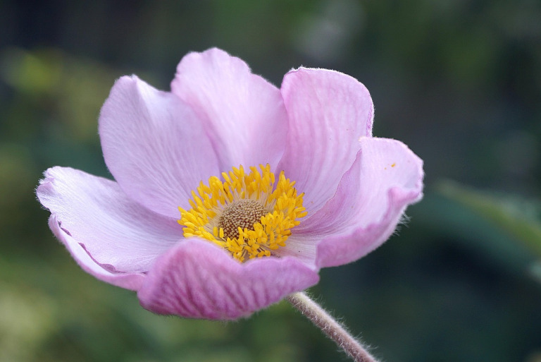 anemone flower